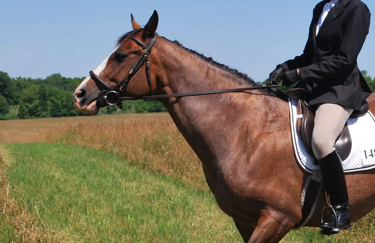 Cavalleria Toscana Store -Cavalleria Toscana Store d43eds